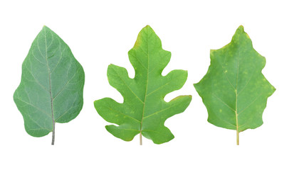 Set of Eggplant leaf isolated on white background. Object with clipping path..