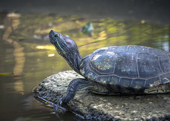 Fototapeta premium A Chinese pond turtle basking in the sun in a animal shelter farm
