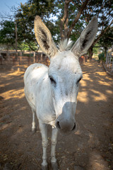 A donkey rescued and taken care of in animal shelter farm