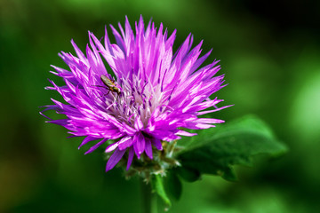 Purple Thistle flower with the insect close up. Green soft background. Floral summer background 