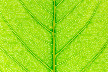 Natural green leaf background with light behind for graphic design.