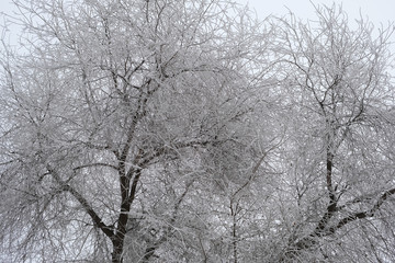 Christmas tree in frost and snow