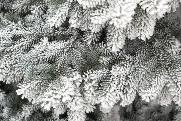 branches of blue spruce with frost and snow. New Year card