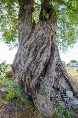 The texture of cut wood