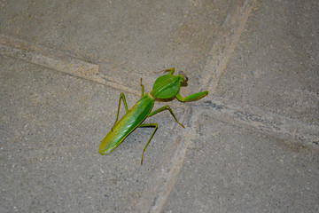 mantis green insect praying on the road asphalt tiles. close up macro shot.