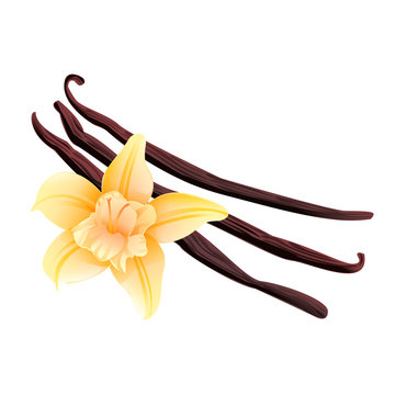 graphic vanilla stick ingredient isolated on white background