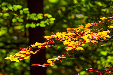 Tree leaves in a forest in autumn colors.
