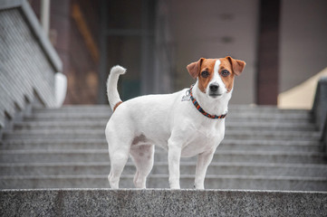 Cute red dog jack russell terrier on grey stairs