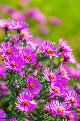 Group of a violet aster flowers with honey bee.