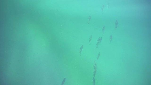School of big perch swimming, seen from the water surface