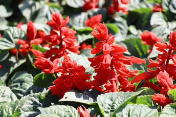 red salvia flowers in garden, salvia splendens
