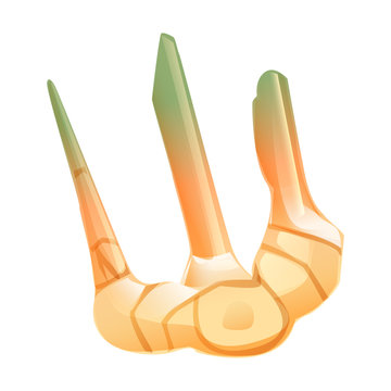 cartoon galangal vector illustration isolated on white background