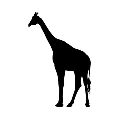 Silhouette of giraffe isolated on white background