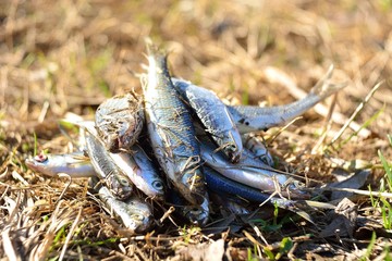 Spring fishing for river fish, fishing for jig.