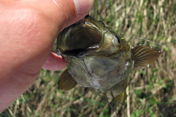 Summer fishing on the lake, Perccottus glenii