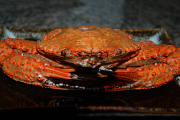 Boiled crab red, orange in black and white point lies on plate. Macro close-up shot of the claws and eyes in focus. photo in a low key on a dark background. Diet meat, seafood delicacy. Tasty food