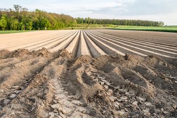 Vorbereiteter Acker zum Kartoffelanbau