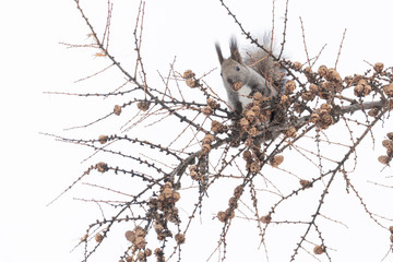 Squirrel