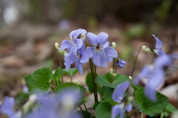 Obraz premium タチツボスミレ／Viola grypoceras