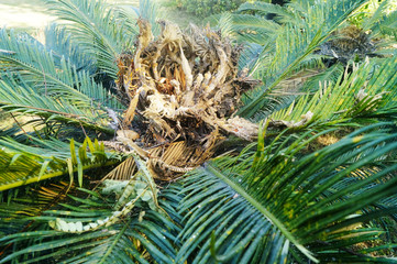 Naklejka premium Cypress and cypress stamens