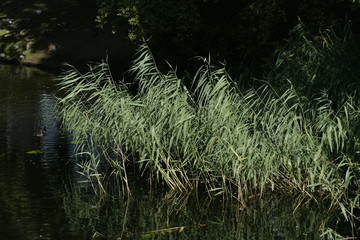 Schilf, Gräser an einem Seeufer