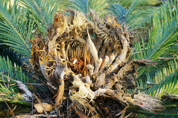 Cypress and cypress stamens