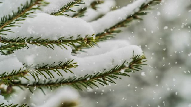 snowfall in the forest, beautiful winter landscape, video loop
