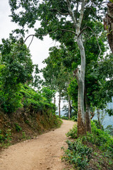 Fototapeta na wymiar Footpath through tropical forest with mountains and valleys, Sri Lanka. Nature background