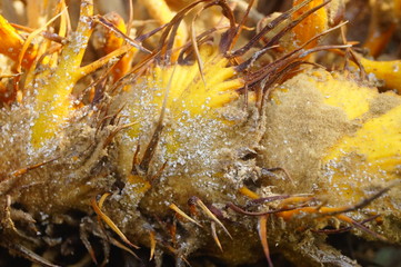 Cypress and cypress stamens