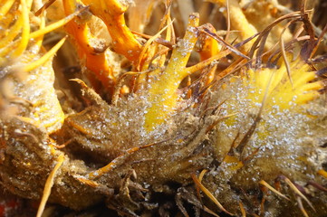 Cypress and cypress stamens