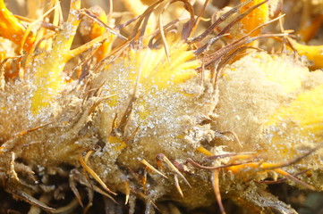 Cypress and cypress stamens