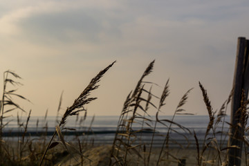 Obraz premium Schilf am Nordsee Strand