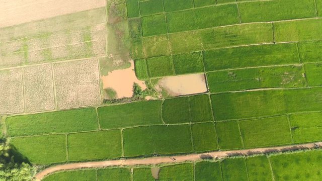 Aerial drone footage over green rice fields, Cambodia, drone is moving backwards