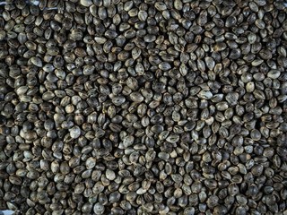 Many Cannabis hemp seeds laying on the table