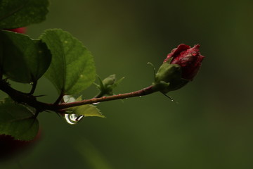 Close up shot of red layered petal hibiscus flower