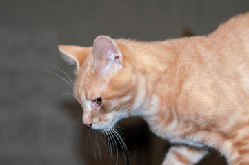 side view of cute ginger tabby cat  looking away in room at home