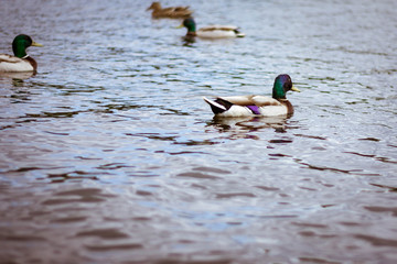 ducks on the lake