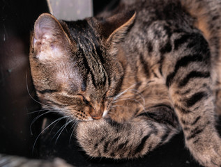 selective focus of cute brown tabby cat with closed eyes biting paw on black couch at home