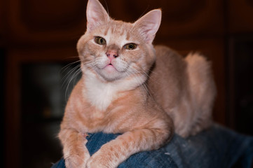 soft focus of cute red tabby cat with striped paws looking at camera on couch in dark room at home