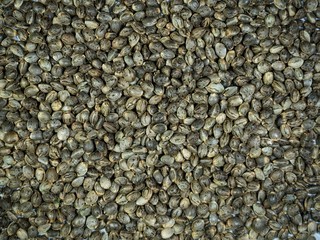 Many Cannabis hemp seeds laying on the table