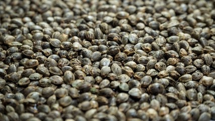 Many Cannabis hemp seeds laying on the table