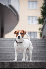 cute red shy dog jack russell terrier is standing on the grey stairs