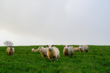 Schafherde auf grüner Wiese