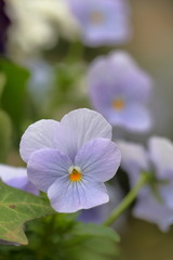 ビオラ　（パンジー）