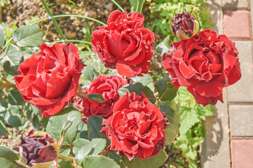 top view of bright blooming  red rose bush  in the garden.