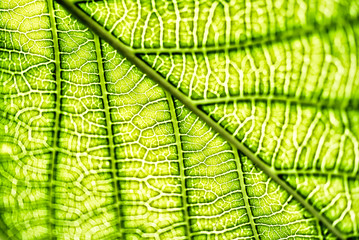 Close-up for a detailed description of the green leaves.shallow focus effect.