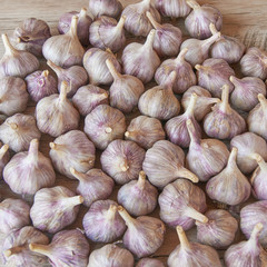 Fresh harvest of garlic on wooden table. Organic food concept. Food background