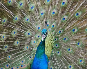 Obraz premium Peafowl showing its train