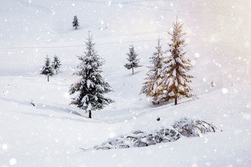 Scenic winter landscape with snowy fir trees and small cottage. 