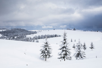 Scenic winter landscape with snowy fir trees and small cottage. 